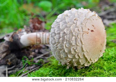 macrolepiota puellaris mushroom in the woods leucoagaricus nympharum