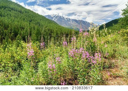 Chamaenerion Angustifolium On Mountain. View Of North-chuiskiy Range. Altai Republic, Russia