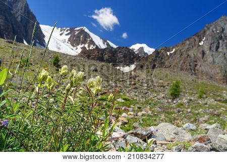 Castilleja Pallida Fowers In Aktru Valley. Altai Republic. Russia