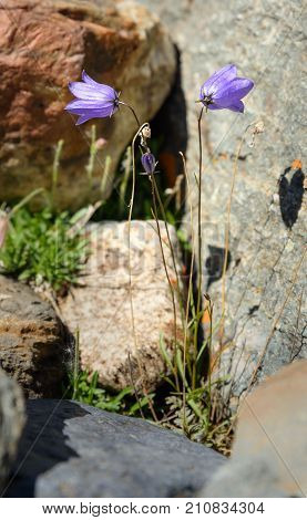 Campanula Altaica Fowers In Stones At Aktru Valley. Altai Republic. Russia