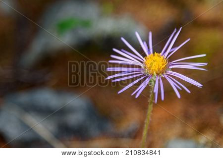Aster Alpinus Flower In Aktru Valley. Altai Republic. Russia