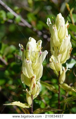 Castilleja Pallida Fowers In Aktru Valley. Altai Republic. Russia