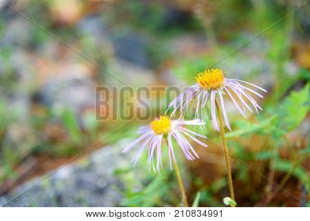 Aster Alpinus Flower In Aktru Valley. Altai Republic. Russia