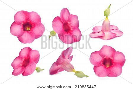 beautiful pink flower (Allamanda Cathartica) isolated on white background