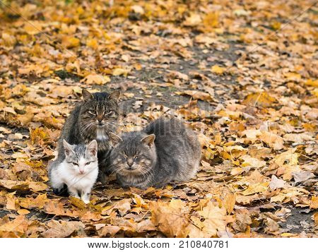 Three cats keep each other warm in autumn Park. The concept of co-existence of several animals.