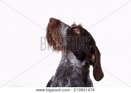 portrait of a hunting dog draathaar kurtshaar in profile isolated on white background only head rub in the side