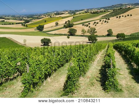 Rural landscape along the road from Montefano to Castelfidardo (Ancona Marches Italy) at summer.