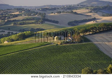 Rural landscape along the road from Filottrano to Appignano (Ancona Marches Italy) at summer.