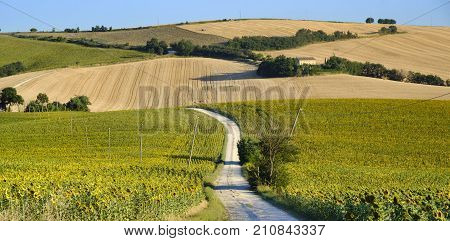 Rural landscape along the road from Filottrano to Appignano (Ancona Marches Italy) at summer.