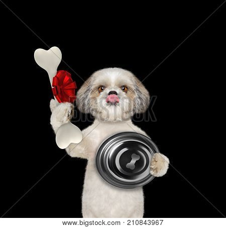 hungry shitzu dog with food bowl and bone in his hand. Isolated on black background