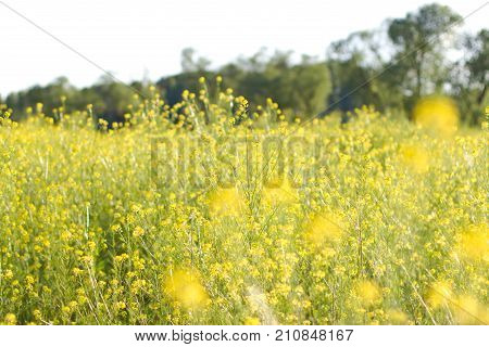 The Field Is Covered With Yellow Flowers. Sunset Light.