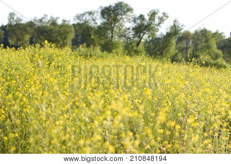 The Field Is Covered With Yellow Flowers. Sunset Light.