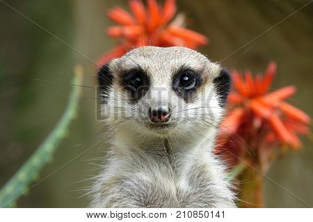 A meerkat on guard duty at the zoo with an orange tropical flower in background