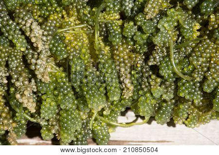 Green caviar seaweed from a farm fresh and unclean.