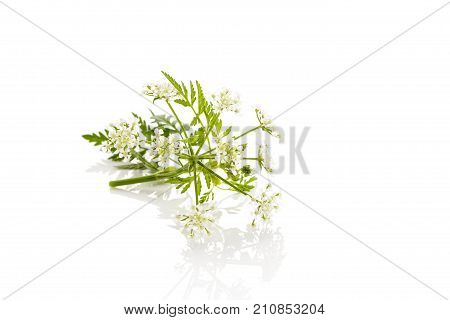 wild chervil plant isolated on white background. Culinary cooking herbs.