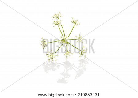 wild chervil plant isolated on white background. Culinary cooking herbs.