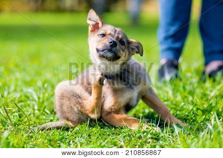 Little Puppy Paw Scratching His Neck Sitting On The Grass