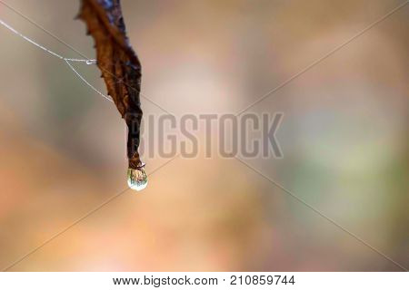 Natural background of autumn leaf and beautiful drop of water hanging on it blurred background