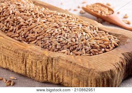Uncooked organic spelt grain. Healthy food. Selective focus.
