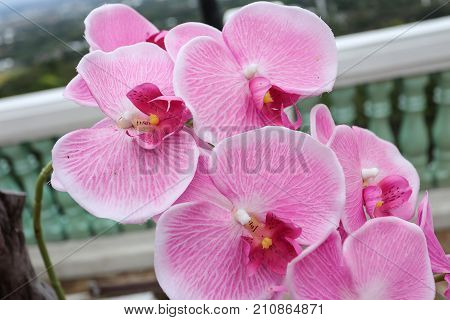 Orchid Flower In Thailand