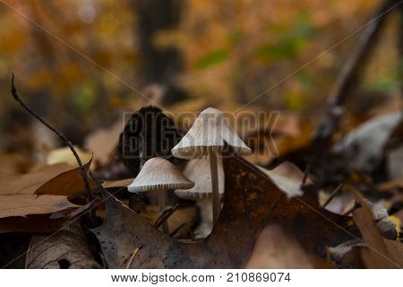 Toadstools and withered leaves in Autumn Forest