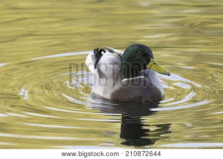 Swimming Mallard  / Wild Duck during sunset - Bedfont Lakes Country Park