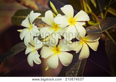 White-Yellow Leelawadee (Plumeria Pudica)  in the garden