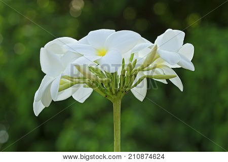 White-Yellow Leelawadee (Plumeria Pudica)  in the garden