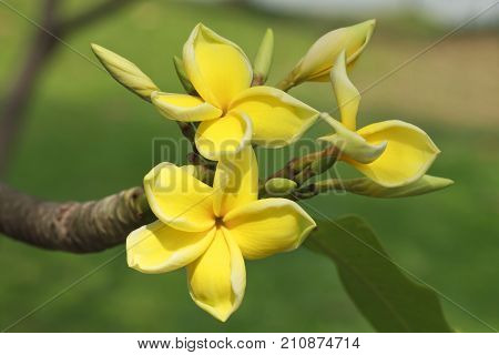 White-Yellow Leelawadee (Plumeria Pudica)  in the garden