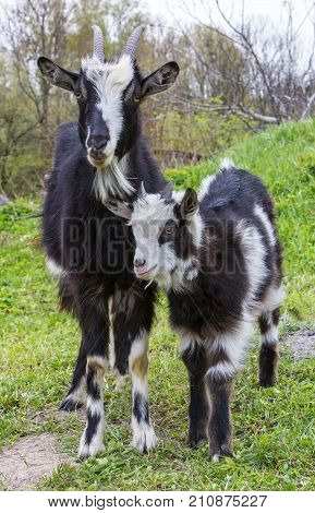 Black and white goat with horns grazing on a lawn and eats a green grass at sunset or sunrise