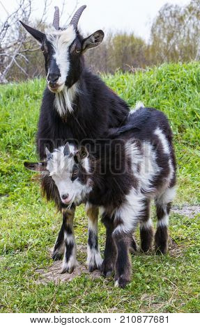 Black and white goat with horns grazing