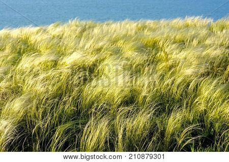 Field with wild feather grass on sunny day rural nature concept