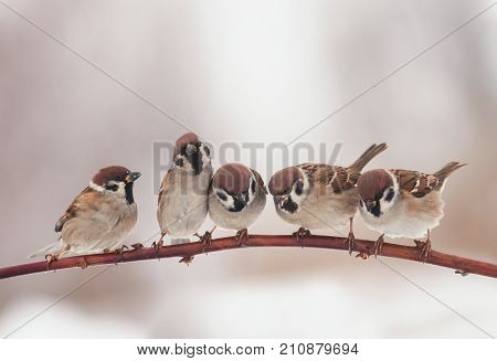 beautiful little Christmas birds sitting on otcei in the garden and funny looking right