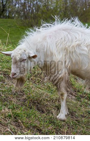 Summer is in full swing. A young white goat eats high juicy grass