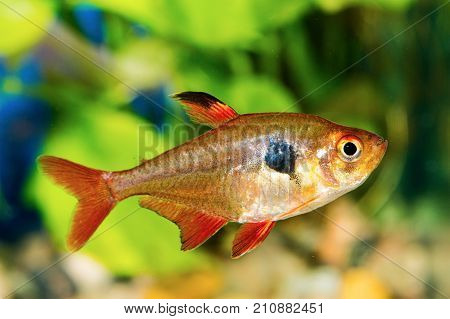 Tetra Fish (hyphessobrycon) In A Aquarium