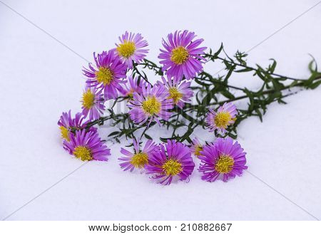 Shrub Aster with pink flowers lies on white fragile fluffy snow