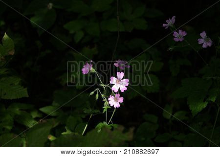 The flower of some geranium (wood or caucasian cranesbill) illuminated by a bright sunbeam against the background of dark thickets
