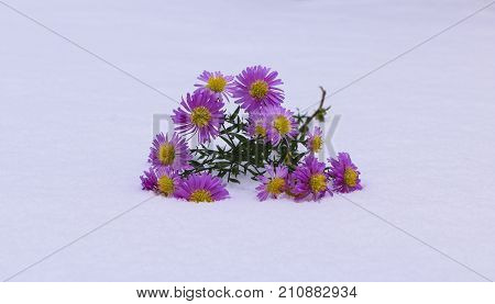 Shrub Aster with pink flowers lies on white fragile fluffy snow