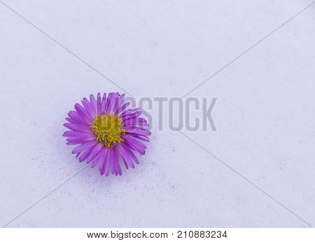 Shrub Aster with pink flowers lies on white fragile fluffy snow
