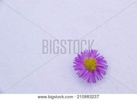 Shrub Aster with pink flowers lies on white fragile fluffy snow