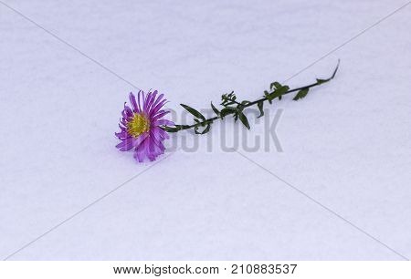 Shrub Aster with pink flowers lies on white fragile fluffy snow