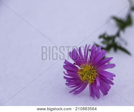 Shrub Aster with pink flowers lies on white fragile fluffy snow