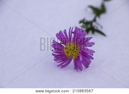 Shrub Aster with pink flowers lies on white fragile fluffy snow