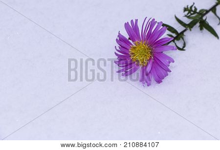Shrub Aster with pink flowers lies on white fragile fluffy snow