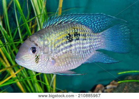Blue Acara (andinoacara Pulcher) In A Aquarium