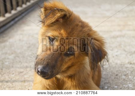 Homeless looking dog ( Watch out dog )