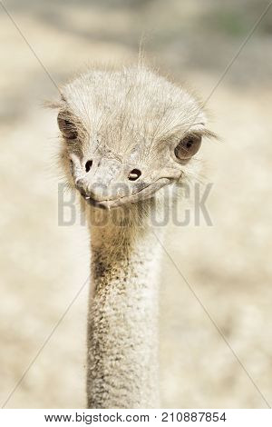 Funny ostrich head closeup ( Struthio camelus )