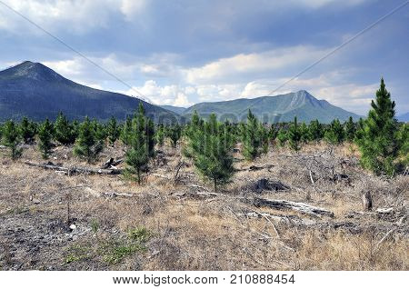 Live Trees Among Dried Logs And Dead Plants Landscape