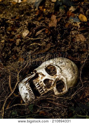 In front of human skull buried in the soil with the roots of the tree on the side. The skull has dirt attached to the skull.concept of death and Halloween
