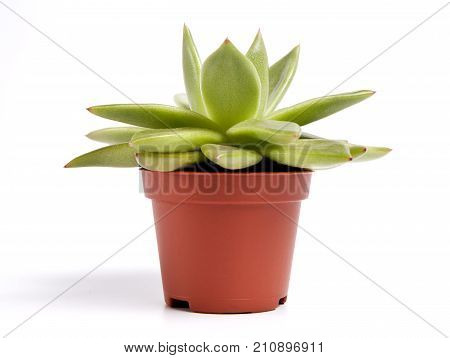 Succulent plant on pot isolated on white